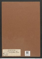 Eunotia paludosa Grun. (de-Toni-Nr.: Genus 104, Species 3167) Zeichnungen Sammlung Grunow Mappe 03414 (Herbarium_W_Grunow_drawings_Folder_03414)